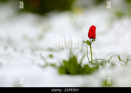 Anemone coronaria AKA marigold spagnolo o Kalanit (in ebraico) nella neve. Fotografato in Israele in inverno Foto Stock