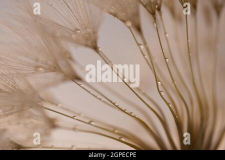 Extreme close up di tarassaco blowball Foto Stock