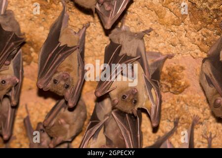 Il pipistrello di frutta egiziano (Rousettus aegyptiacus) è una specie di pipistrello di frutta del Vecchio mondo. Fotografato in Israele nel mese di giugno Foto Stock