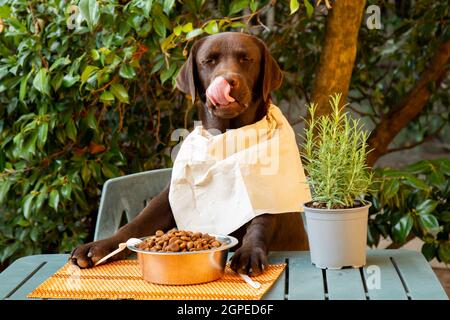 Labrador al tavolo seduto come una persona con la ciotola di snack del cane, umorismo foto Foto Stock