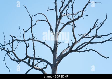 Albero morto e morto nella foresta di Palatinato Foto Stock