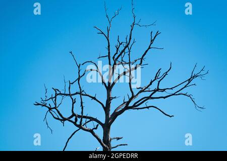Albero morto e morto nella foresta di Palatinato Foto Stock