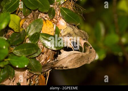 Sunbird femminile Palestine o Sunbird con tufted arancione settentrionale (Cinnyris oseus) che nutrono giovani vivai in un nido d'Israele, primavera aprile Foto Stock