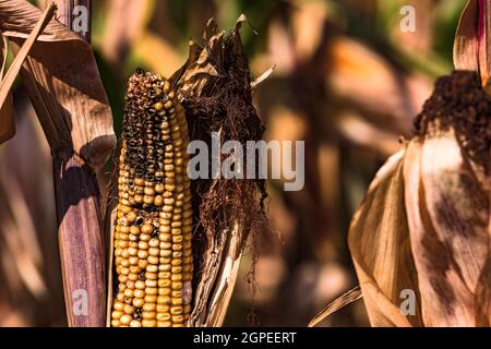 Una pannocchia di mais su un campo di mais in Germania che è pronto per essere raccolto Foto Stock