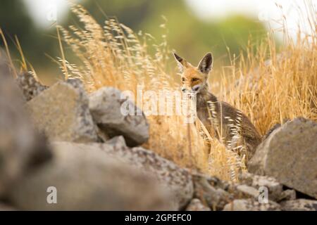 Red Fox (Vulpes vulpes vulpes). La Volpe rossa è la più grande del vero volpi, così come la maggior parte geograficamente sparsi membro dell'Carnivora, essendo Foto Stock