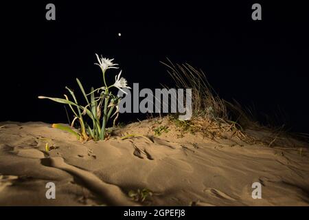 Pancratium maritimum, o sea daffodil, è una specie di pianta bulbosa nativo di entrambi i lati della regione del Mediterraneo e Mar Nero dal Portogallo, Mor Foto Stock