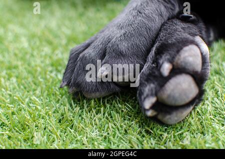 Black Labrador Retriever cane zampe primo piano. Macro dettagli su artigli, pellicce e cuscini per la cura della casa animale o veterinario Foto Stock