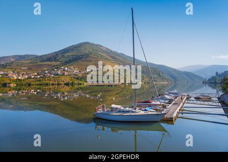Folgosa do Douro, distretto di Viseu, Portogallo. Imbarcazioni sportive ormeggiate sul fiume Douro. Vigneti sulle colline sopra Covelinhas, Vila Real District, di fronte Foto Stock