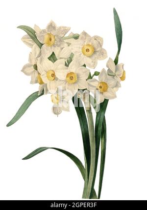 Strauß-Narzisse, Narcissus tazzetta, auch Bukett-Narzisse, Mehrblütige Narzisse oder Tazette / Narcissus tazzetta, paperwhite, narcischi a fiore di mazzo, daffodil a fiore di mazzo, giglio sacro cinese, Narcisi di crema, fiore di joss, narcisi di polianthus, Digital aufbereitete Reproduktion einer Aquarellzeichnung aus dem Jahre 1827, von P.J..Redoue, Kupfertafel / riproduzione digitale di un disegno di acquerello del 1827, da P.J. Redoue, piastra di rame, Originaldatum unbekannt Foto Stock