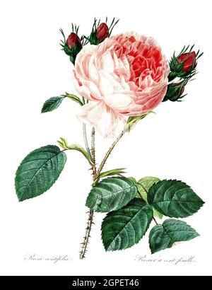 Rosa centifolia, Rosa, Zentifolie, Rosengroppe mit gefüllten Blüten, die zu den alten Rosen zählt / Rosa centifolia, la rosa della Provenza, la rosa del cavolo o la rosa de mai, è una rosa ibrida sviluppata dagli allevatori olandesi nel periodo tra il XVII e il XIX secolo, Digital aufbereitete Reproduktion einer Aquarellzeichnung aus dem Jahre 1827, von P.J..Redoue, Kupfertafel / riproduzione digitale di un disegno acquerello del 1827, da P.J. Redoue, piastra di rame, Originaldatum unbekannt Foto Stock