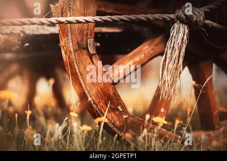 Una vecchia ruota di legno da un carrello che si trova in un campo tra fiori gialli in un giorno d'autunno per la raccolta. Agricoltura e la contadina. Trasporto Foto Stock