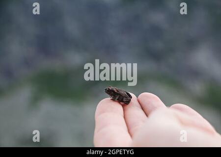 Primo piano di una piccola rana poggiante sulla mano di una persona Foto Stock