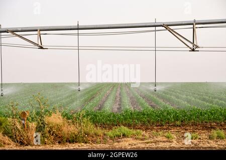 Il robot di irrigazione mobile sta innaffiando un campo. Fotografato in Israele Foto Stock