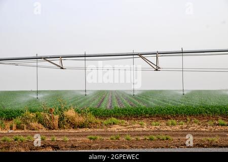 Il robot di irrigazione mobile sta innaffiando un campo. Fotografato in Israele Foto Stock