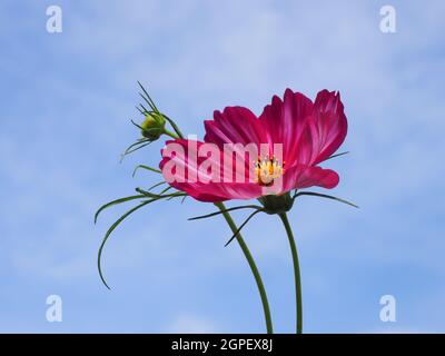 Rosa Cosmesa o il fiore messicano dell'astro nello sfondo blu del cielo. COSMOS Bipinnatus è pianta erbacea, fiorente nella famiglia dei girasoli Asteraceae. Foto Stock