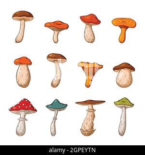 Foresta funghi set grande. Raccolta di funghi velenosi e commestibili disegnati a mano. Illustrazione vettoriale per logo, menu, stampa, adesivi, design della confezione e decorazione. Vettore Premium Illustrazione Vettoriale