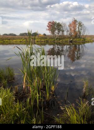 Fiume con canne che crescono sulla riva Foto Stock