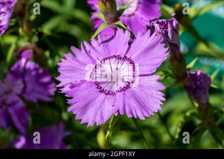 Dianthus amurensis 'siberian Blue' una pianta estiva fiorente con un fiore di colore viola chiaro d'estate, immagine di stock Foto Stock