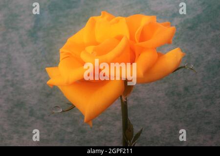 Rosa gialla raffigurata all'interno e contro un pinnackground semplice Foto Stock