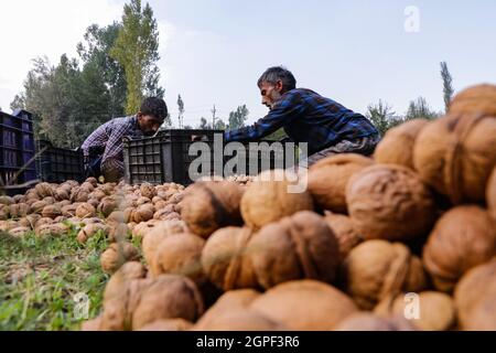 Srinagar, Jammu e Kashmir, India. 29 settembre 2021. I lavoratori del Kashmiri che smistano le noci dopo la pulizia sugli outskrits di Srinagar, Kashmir controllato indiano il 29 settembre 2021. Credit: Adil Abbas/ZUMA Wire/Alamy Live News Foto Stock