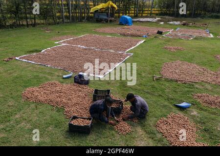 Srinagar, Jammu e Kashmir, India. 29 settembre 2021. I lavoratori del Kashmiri che smistano le noci dopo la pulizia sugli outskrits di Srinagar, Kashmir controllato indiano il 29 settembre 2021. Credit: Adil Abbas/ZUMA Wire/Alamy Live News Foto Stock