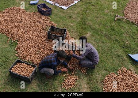 Srinagar, Jammu e Kashmir, India. 29 settembre 2021. I lavoratori del Kashmiri che smistano le noci dopo la pulizia sugli outskrits di Srinagar, Kashmir controllato indiano il 29 settembre 2021. Credit: Adil Abbas/ZUMA Wire/Alamy Live News Foto Stock