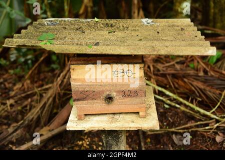 Primo piano di alveari in legno e api senza zeppe o spinipes Trigona in apiario a Manaus, Brasile. Apicoltura o concetto di apicoltura Foto Stock