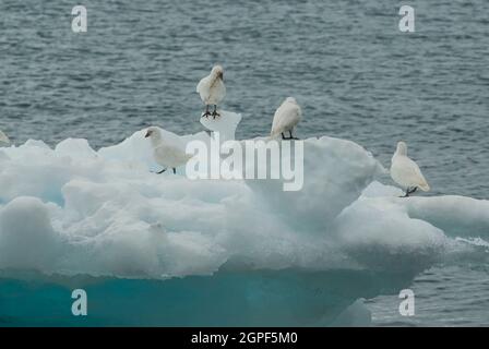 Snowy Sheathbill, Chionis albus, su ghiaccio, Antartide. Foto Stock