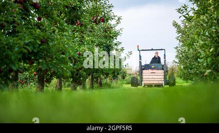 Jork, Germania. 29 settembre 2021. Alexander Kammann, assistente di ricerca presso l'Università delle Scienze applicate 21 e project manager di 'Aurora' (Autonomous Orchard Helper Altes Land), cammina accanto al veicolo attraverso il frutteto di mele. Il veicolo autonomo è destinato a raccogliere le casse di mele riempite e trasportarle nei punti di raccolta per alleviare il carico di lavoro dei lavoratori del raccolto. È presentato dal collegio tecnico privato Hochschule 21. Credit: Sina Schuldt/dpa/Alamy Live News Foto Stock