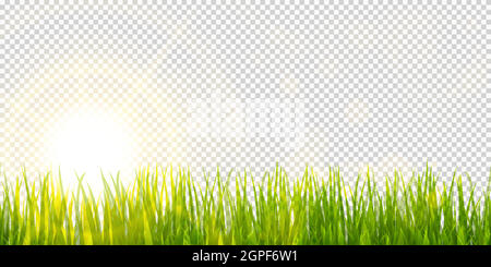 primavera erba e luce solare panorama sfondo Illustrazione Vettoriale