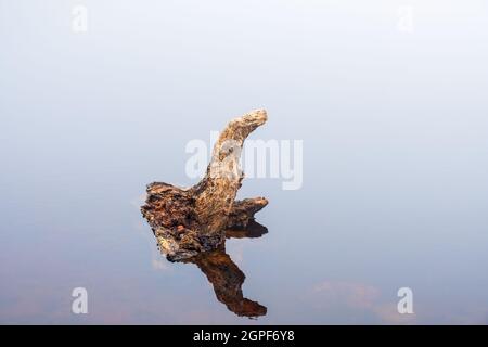 Ceppo di albero in acqua calma specchiata Foto Stock