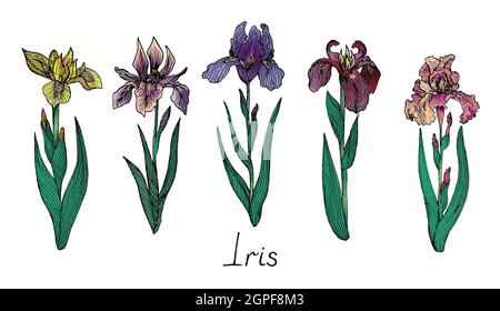 Iris viola brillante, rosa, fiori gialli collezione, disegno colorato stile vintage con iscrizione, legno stile Foto Stock