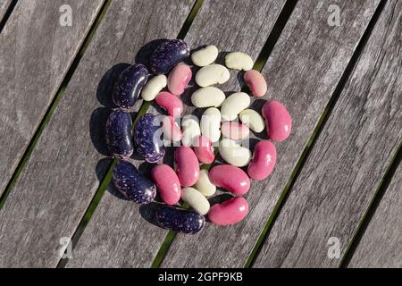 Runner beans - varietà diverse di semi di runner beans che sono tenuti per piantare nuove piante l'anno seguente, Regno Unito Foto Stock