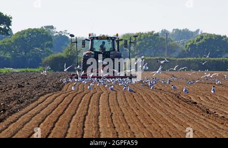 Gulls con testa nera che segue il trattore che prepara il terreno per piantare il mais. Foto Stock
