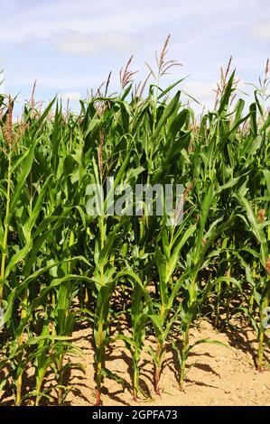 Mais in fiore. Zea mays. Foto Stock