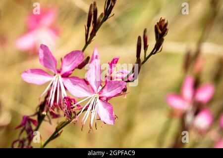 Rosa Gaura lindheimeri 'Lillipop Blush' fiore da vicino Foto Stock