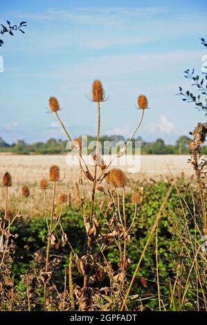 Teaselli maturati. Dipsacu fullonum. Margine del campo. Foto Stock