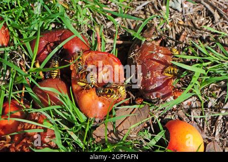 Vespe che mangiano mele di granchio caduto. Foto Stock