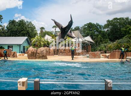 Orlando, Florida. Settembre 28, 2021. Spettacolo Dolphin Adventures al Seaworld (1) Foto Stock