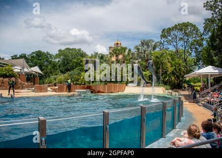 Orlando, Florida. Settembre 28, 2021. Spettacolo Dolphin Adventures al Seaworld (5) Foto Stock