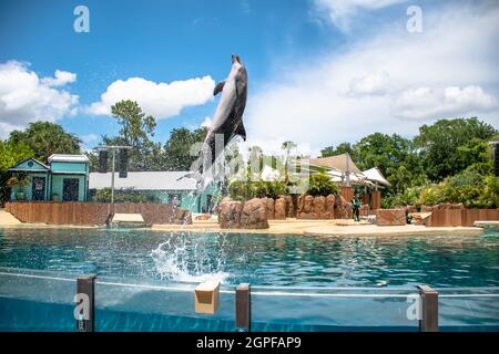 Orlando, Florida. Settembre 28, 2021. Spettacolo Dolphin Adventures al Seaworld (4) Foto Stock