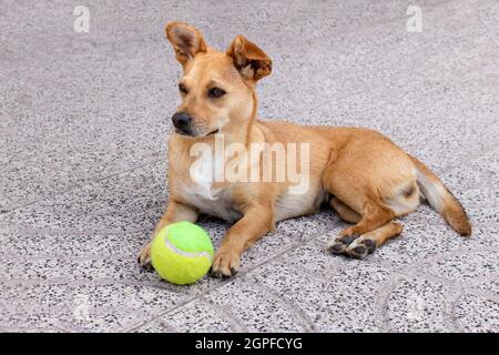 Allerta femmina cane di razza mista che giace nel cortile di guardia di una palla da tennis giocattolo. Scatto candid con spazio vuoto per il testo Foto Stock
