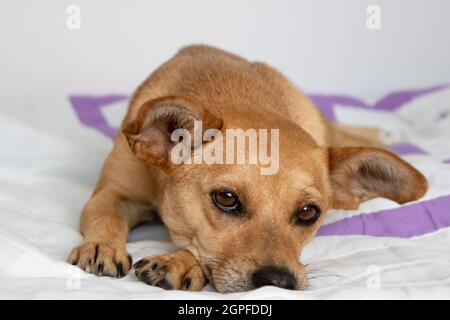 Carino cane di razza mista poco con gli occhi tristi sdraiati su coperta bianca a casa e guardando la macchina fotografica Foto Stock