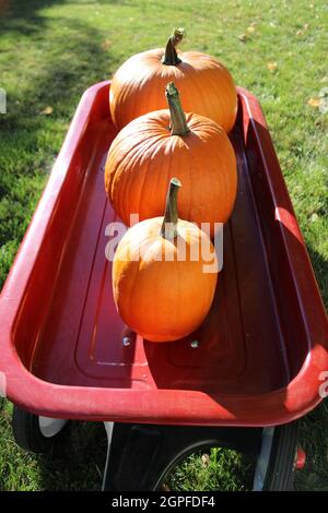 Autunno Pumpkins in radio Flyer Red Wagon Foto Stock