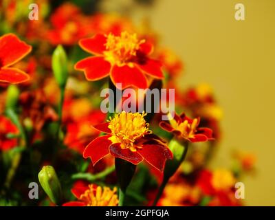 primo piano di tageti gialli e arancioni, con sfondo giallo ocra Foto Stock