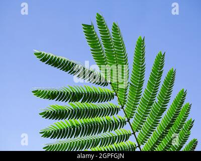 Un ramo con foglie dell'albero del sonno persiano (Albizia julibrissin) fotografate dal basso con un cielo blu come sfondo Foto Stock