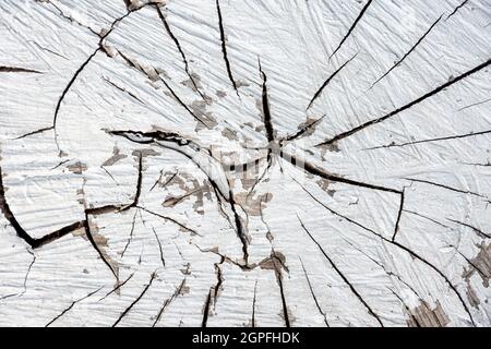 Un grande pezzo di legno bianco rotondo con anelli di crescita incrinato, primo piano, vista dall'alto. Un tronco di albero sgranato dipinto di bianco tagliato da una foresta. Dettagli naturali Foto Stock