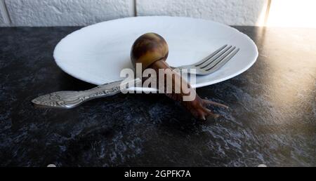 Una grande lumaca di akhatina striscia su un piatto bianco con una forcella Foto Stock