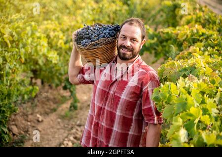 Contadino siciliano in un vigneto in provincia di Trapani Foto Stock