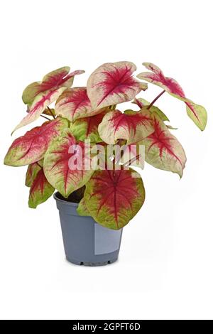 Rosa e verde 'Caladium Lemon Blush' casalinga in vaso di fiori isolato su sfondo bianco Foto Stock